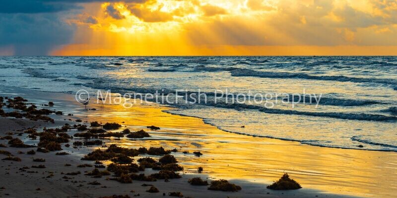 Sunrise on the Gulf Panorama