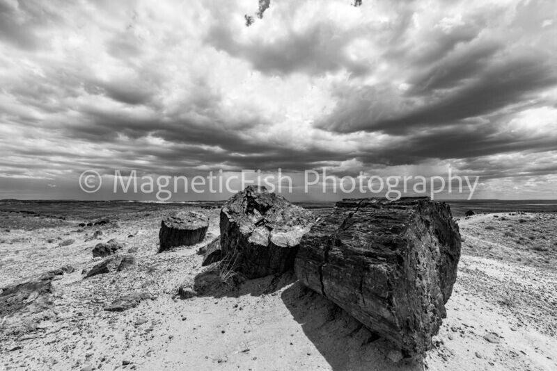 Petrified Forest I