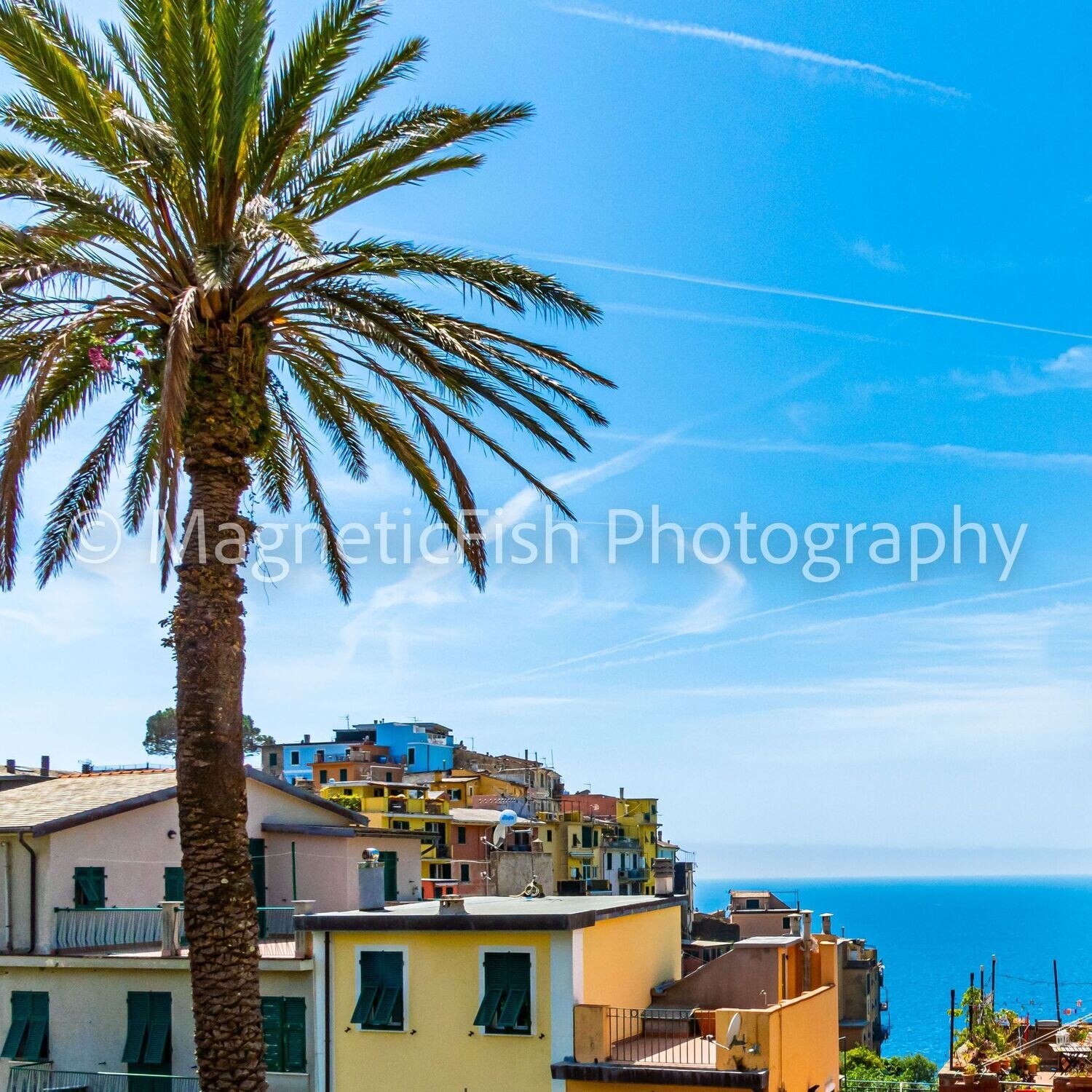 Palm Tree and the Sea