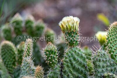 Cactus Flower