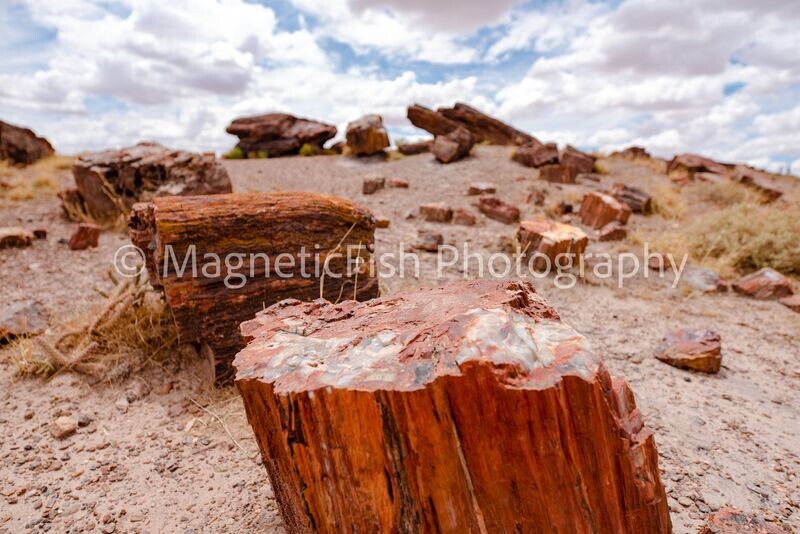 Petrified Forest II