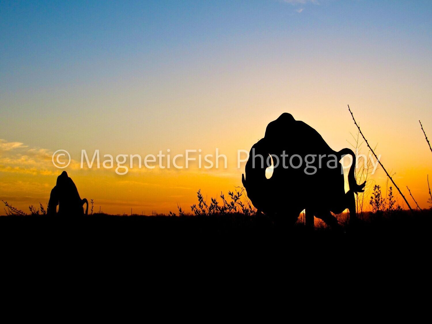 Home on the Range