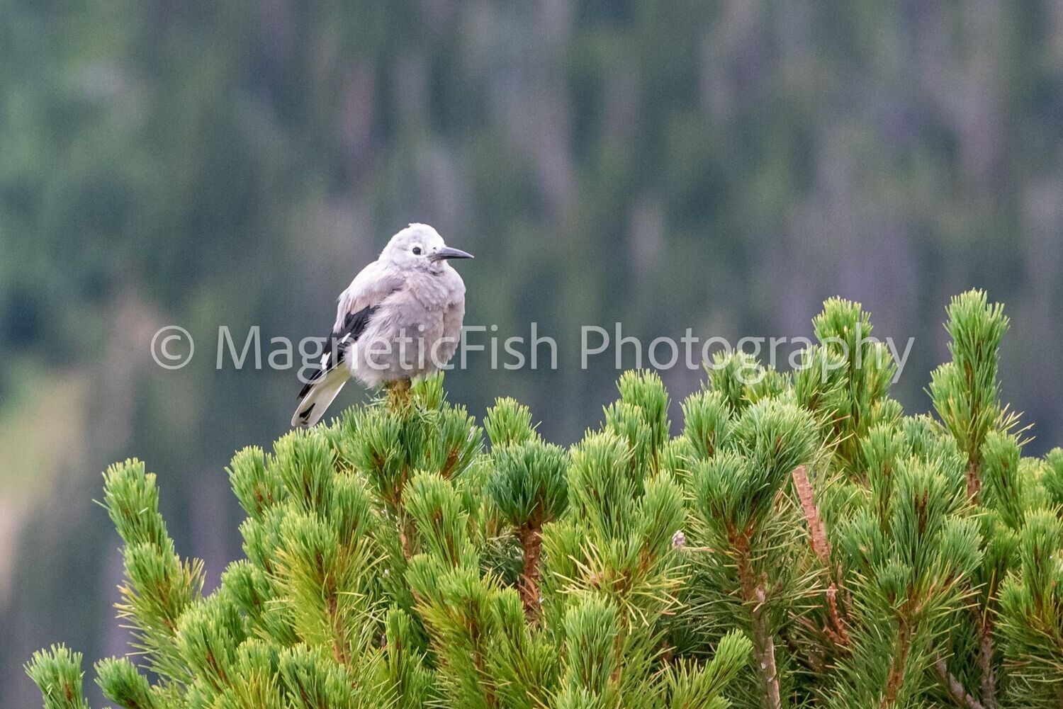 Clark's Nutcracker