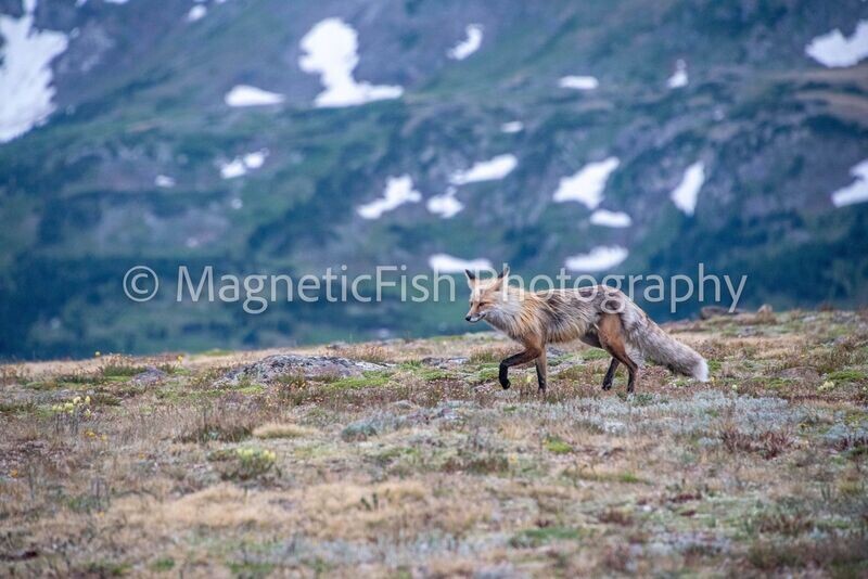 Red Fox in the Tundra
