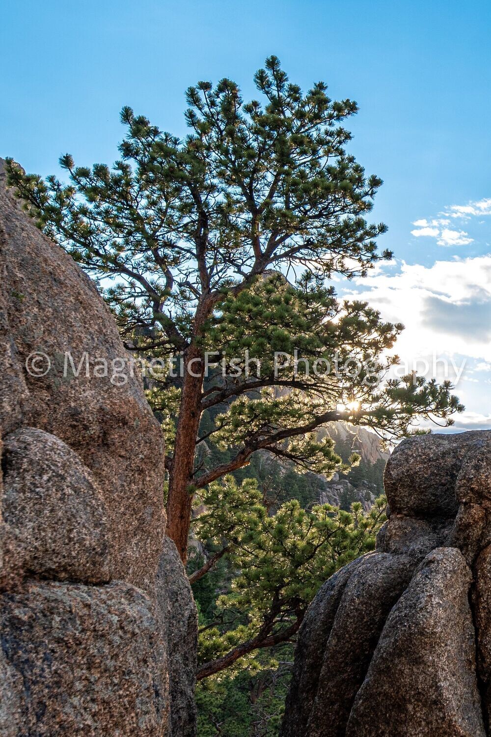 RMNP 1