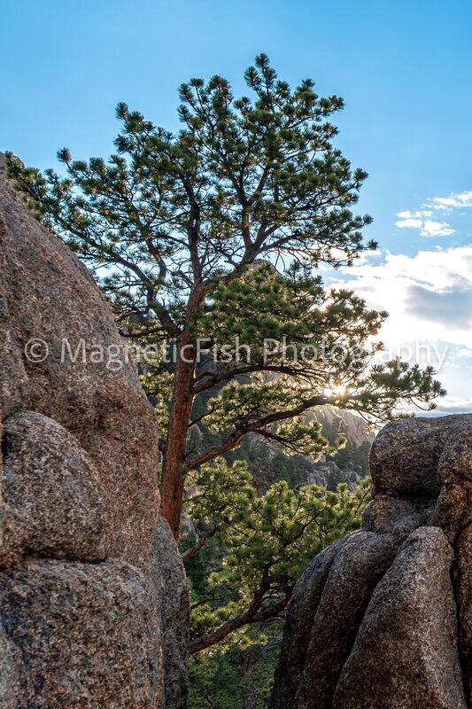 RMNP 1
