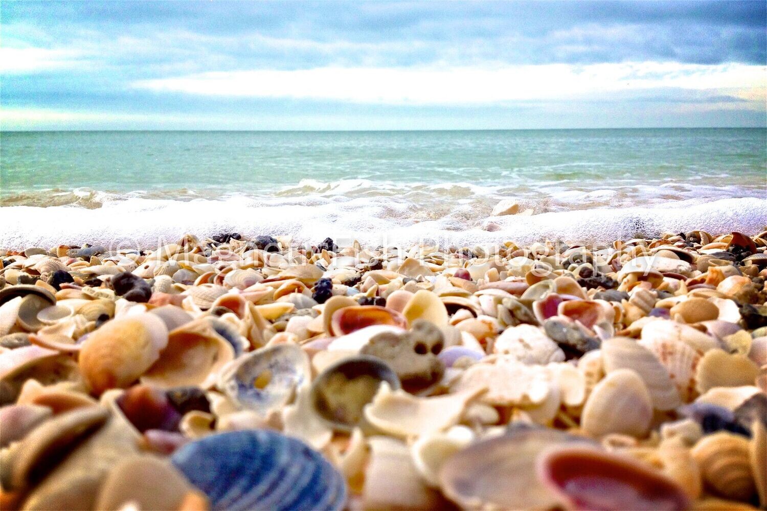 Shell Beach