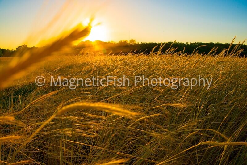 Kansas Wheat