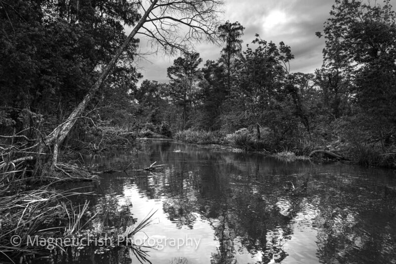 Louisiana Bayou