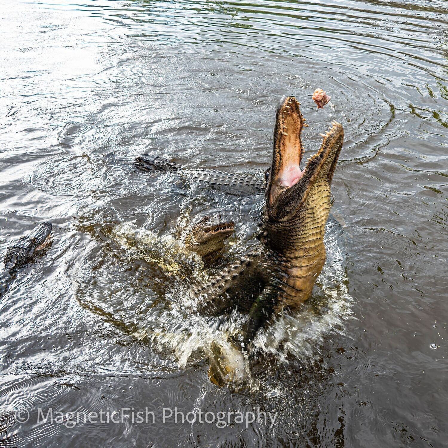 Swamp Gators