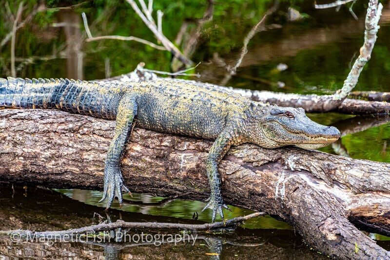 Sunning in the Bayou