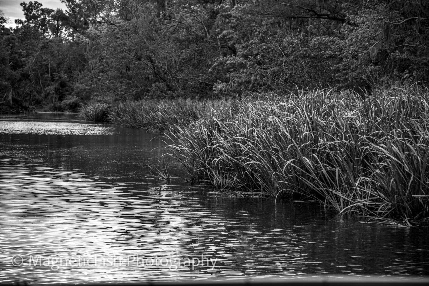Louisiana Bayou #2