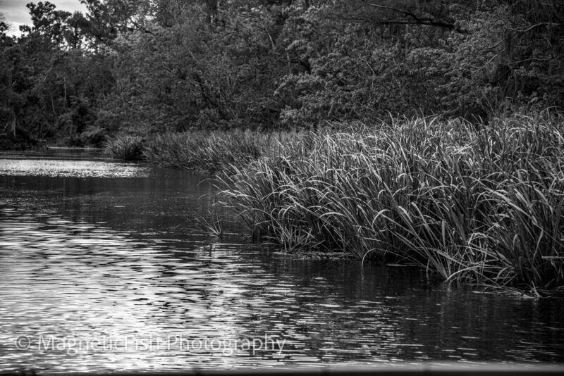 Louisiana Bayou #2