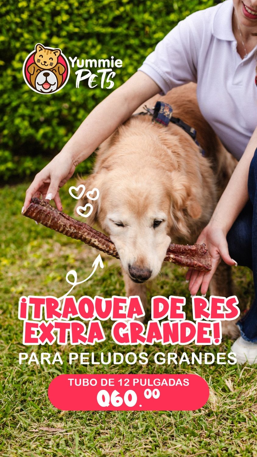 TRAQUEA DE RES EXTRA GRANDE