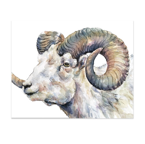 Bighorn Profile Print