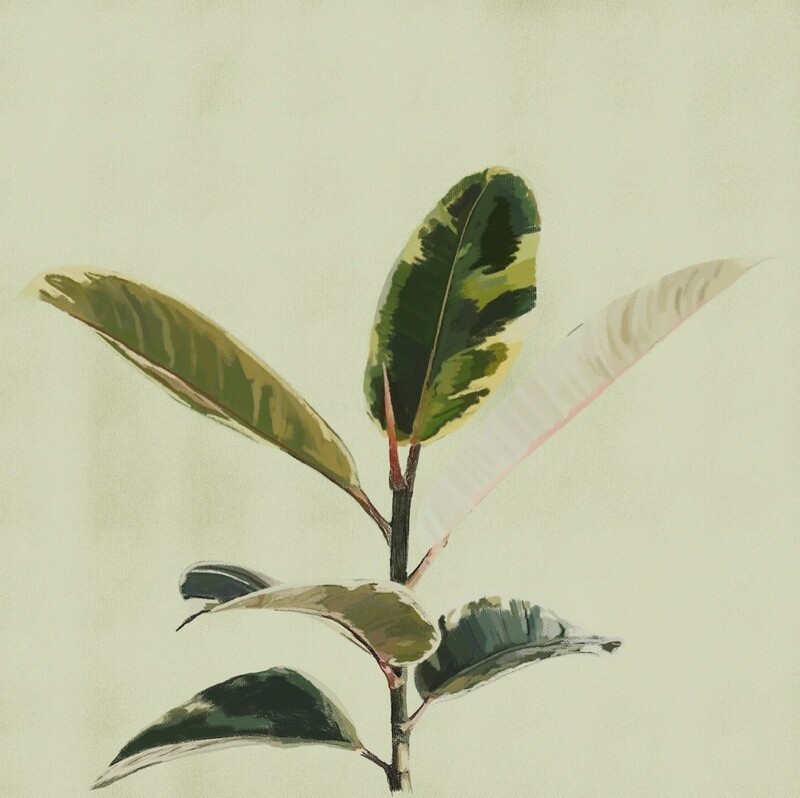 Ficus Plant