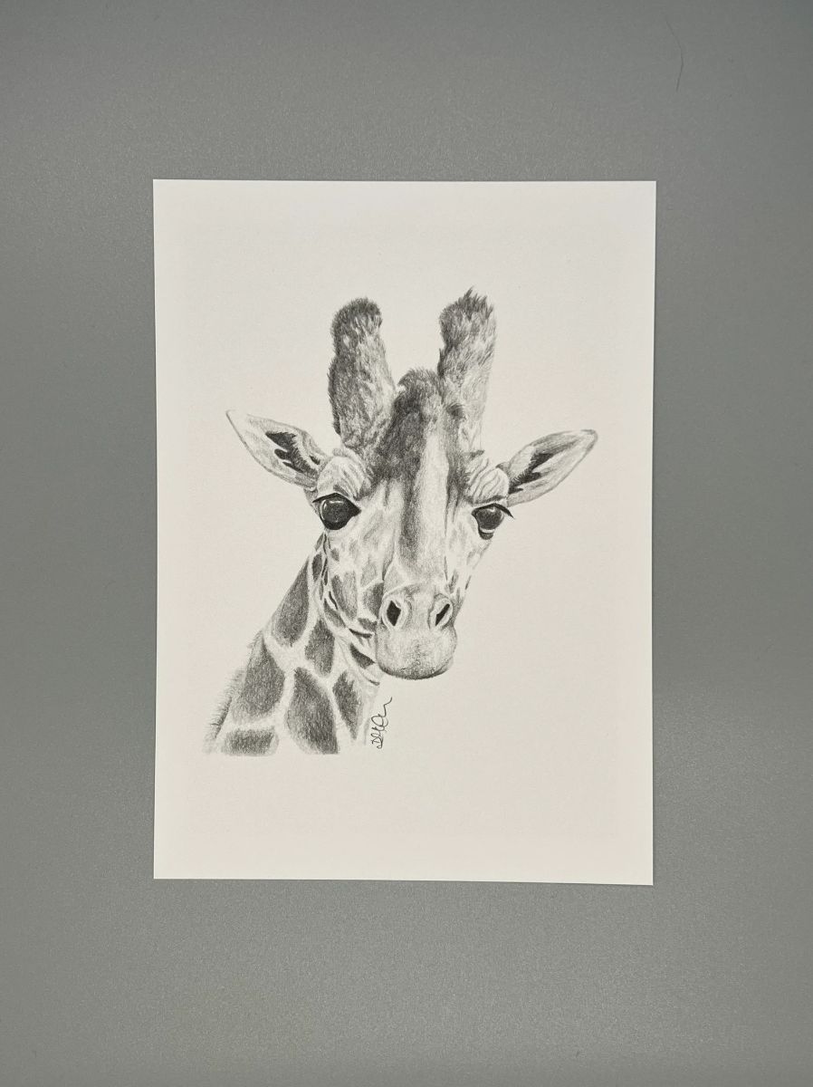 Curious Giraffe