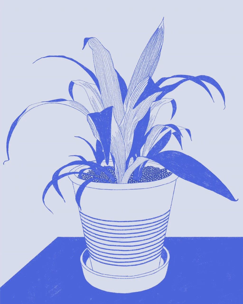 Spider Plant Print, Size: Small