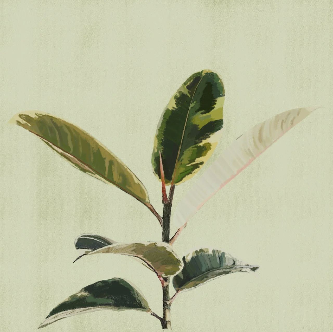 Ficus Plant, Size: Small