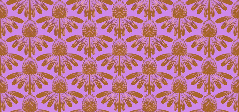 Coneflower in Taffy
