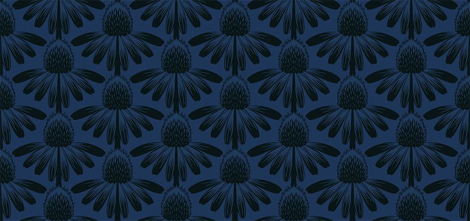 Coneflower in Night