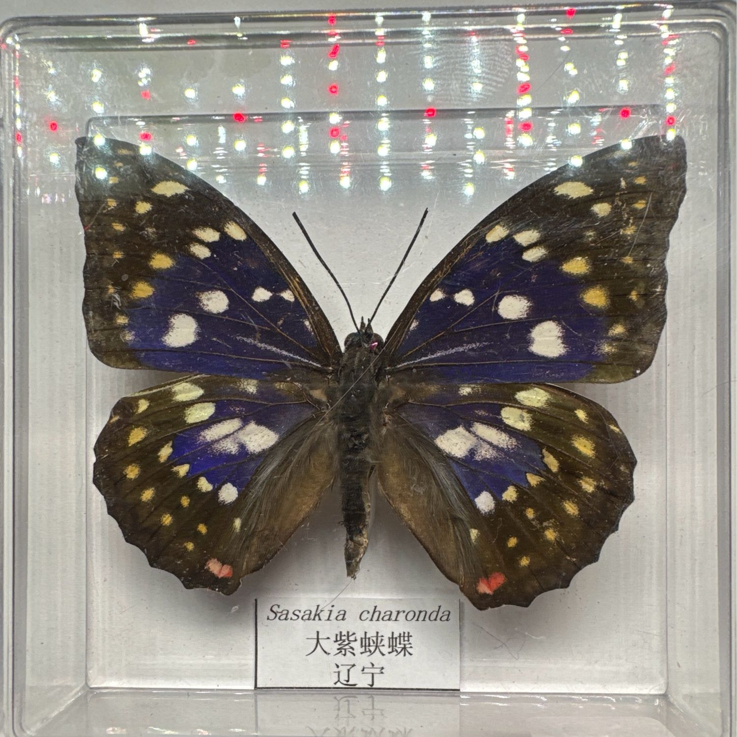 Sasakia Charonda (Japan)