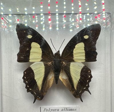 Polyura Athamas (Tropical Asia)