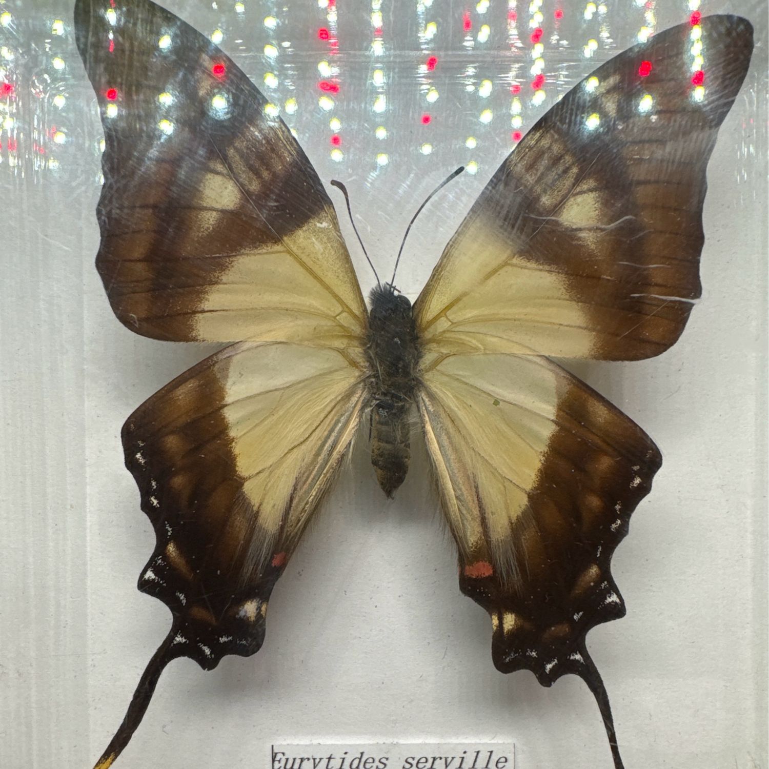 Eurytides Servile (central/South America)