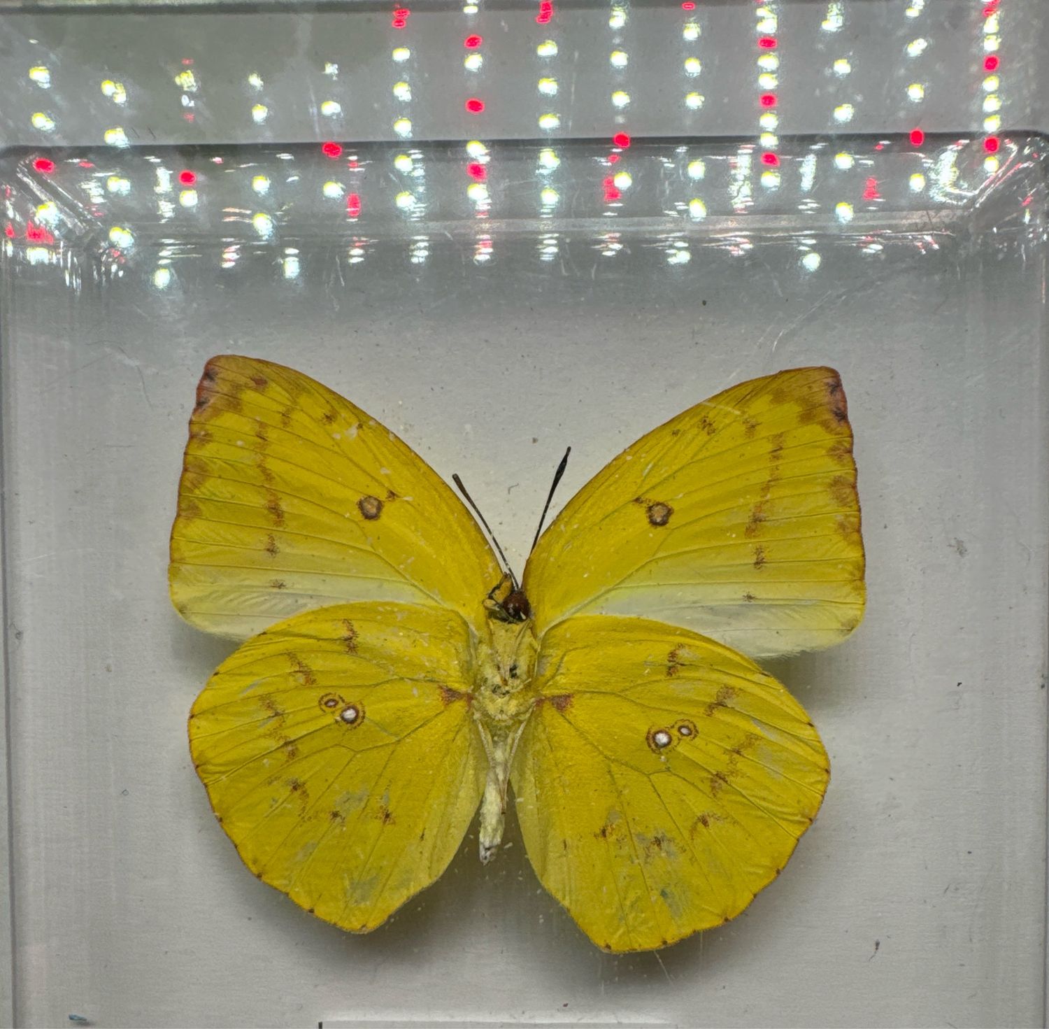 Catopsiloa Pamona (Japan)