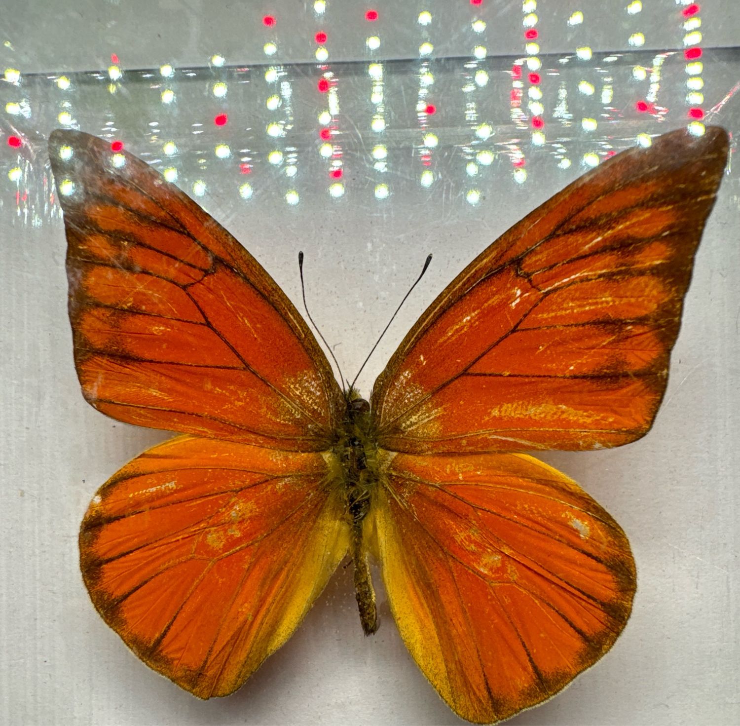 Appias Nero (Northern India)