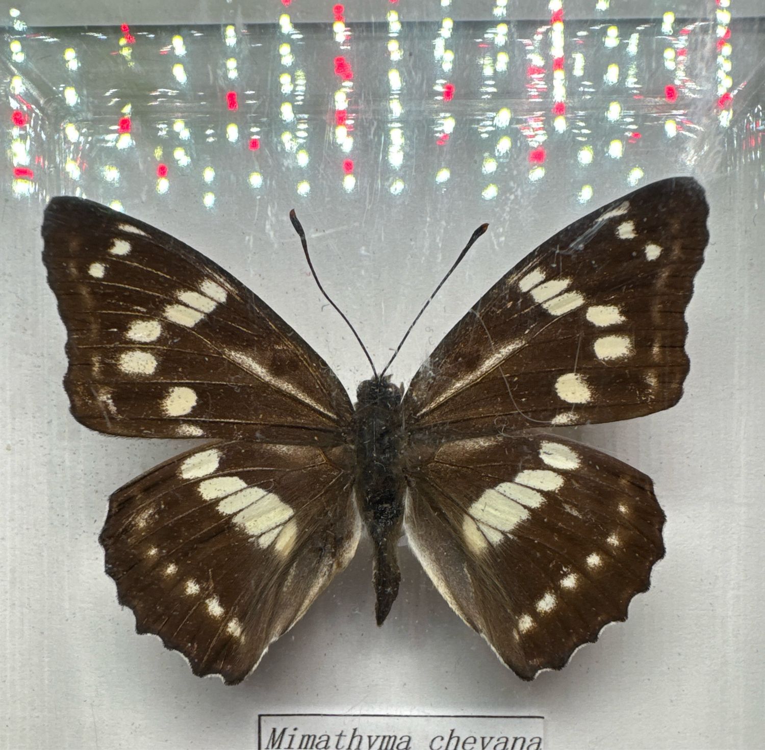 Mimathyma Chevana (Southeast Asia)