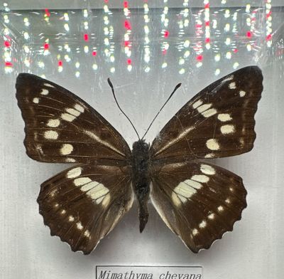 Mimathyma Chevana (Southeast Asia)