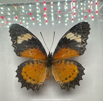 Cethosia Cyane (India)