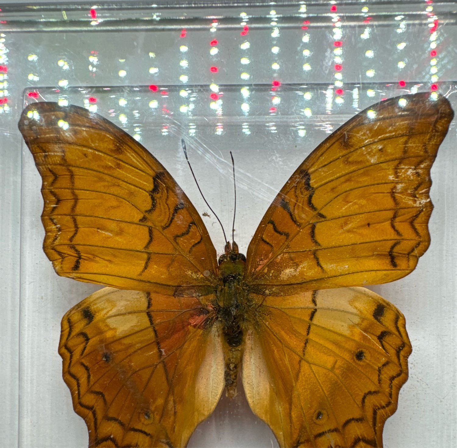 Vindula Erota (Southeast Asia)