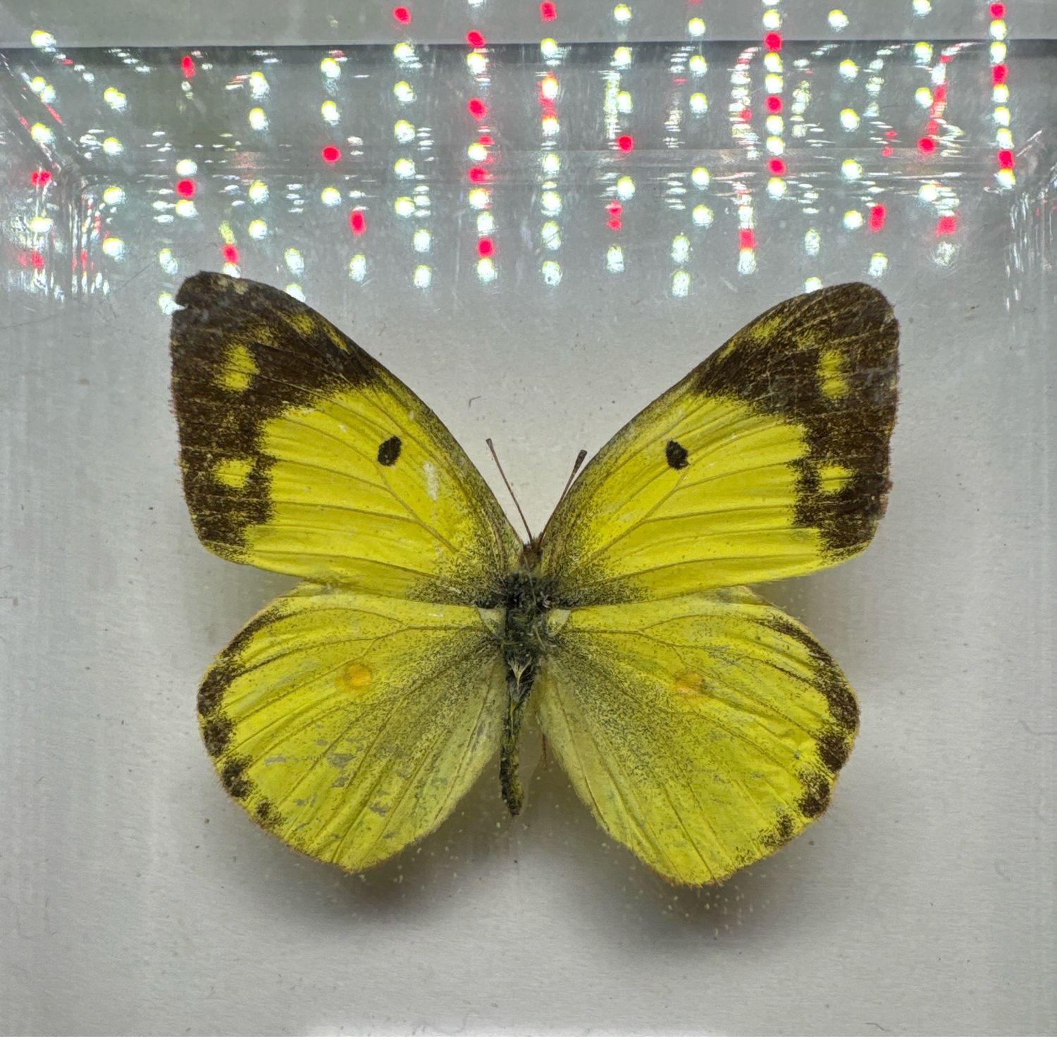 Colias Hyale (Europe)