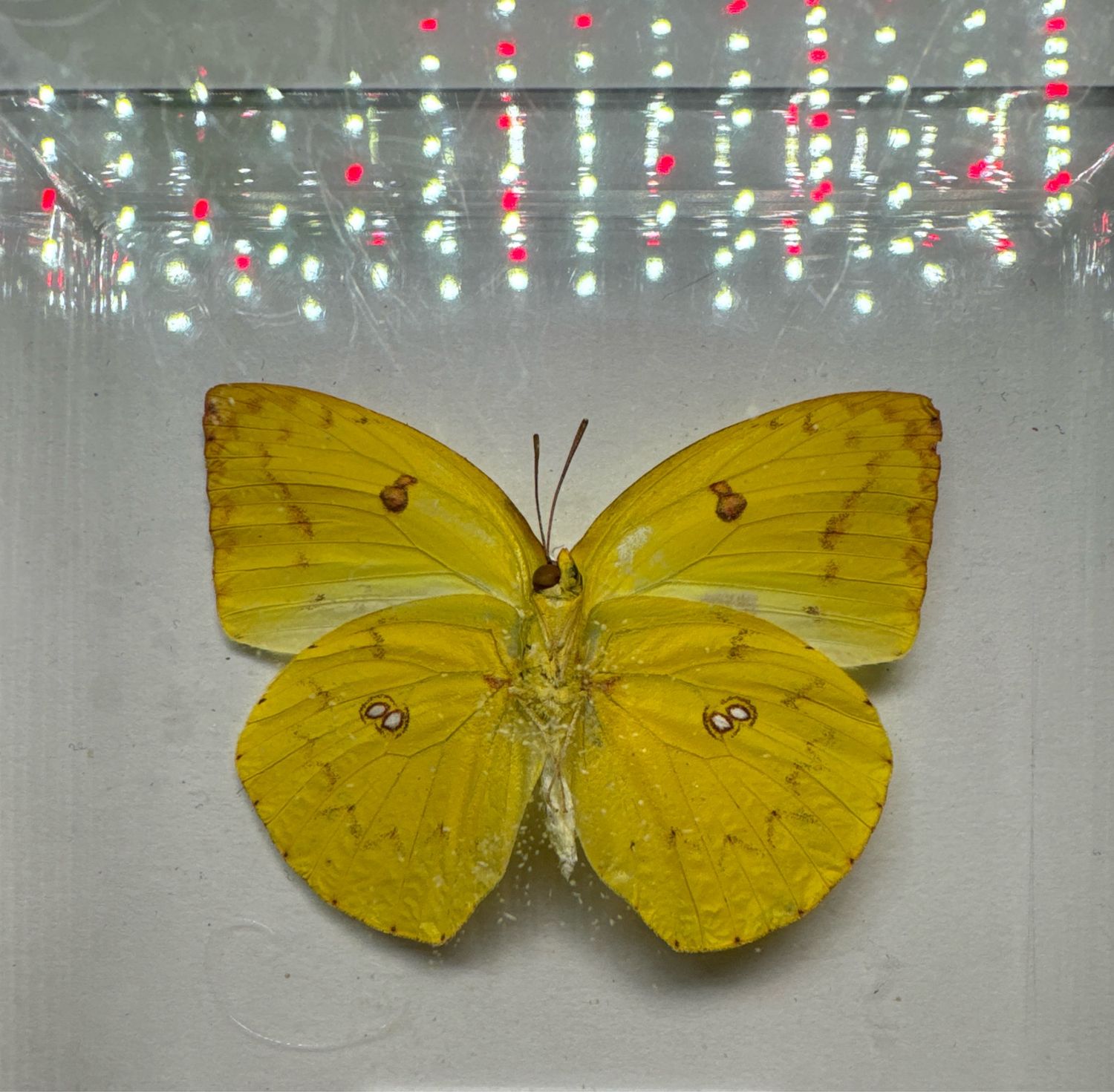 Catopsilia Pomona (Asia)