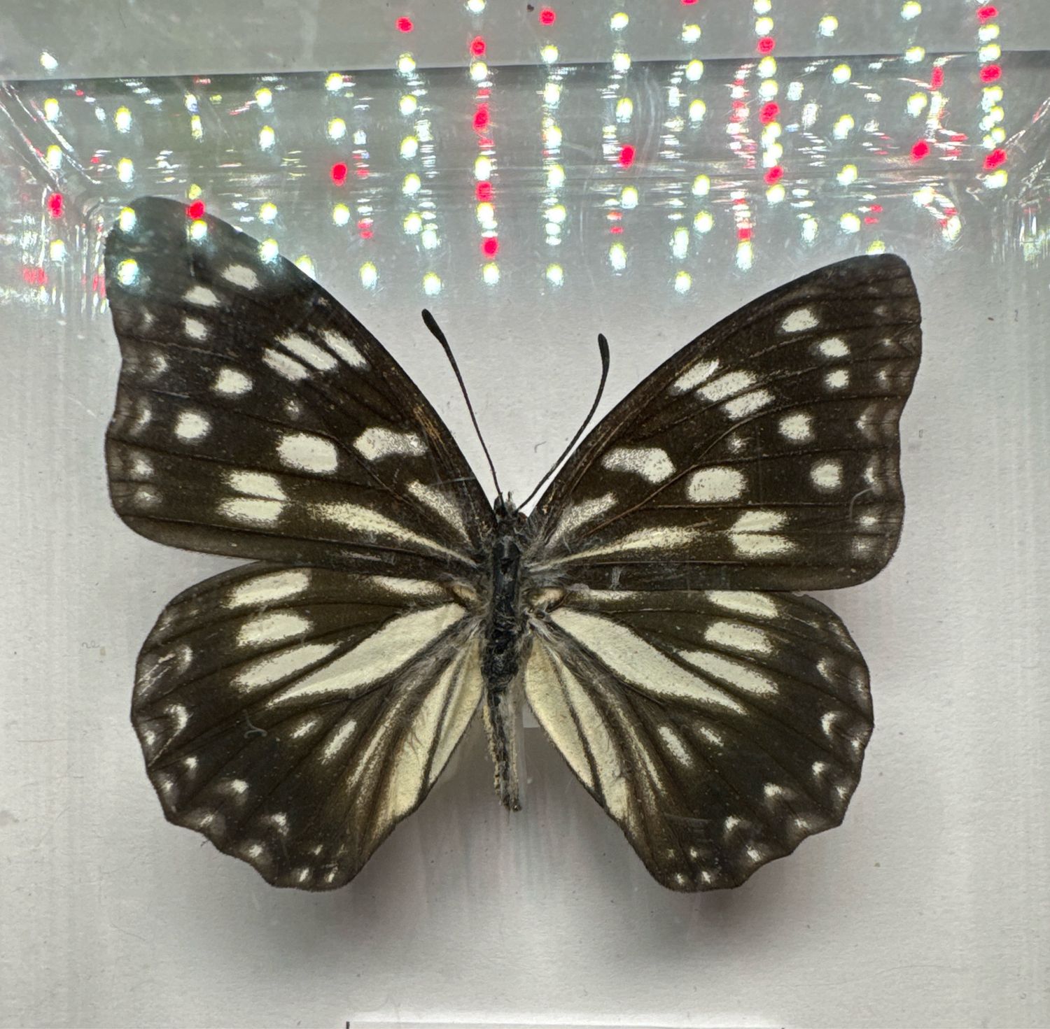Hestina Persimilis (China)