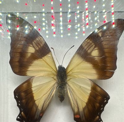 Butterfly Specimens