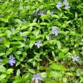 20 Bundles - Vinca minor "periwinkle"