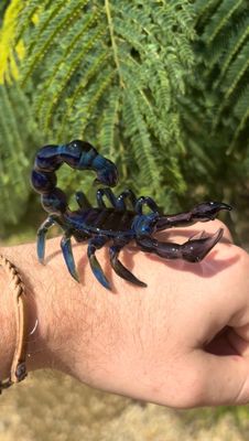 Hand Blown Glass Scorpion