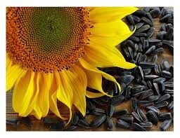Black oil Sunflower 2kg