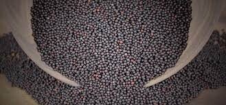 Canola Seed