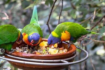 Pet Bird Foods