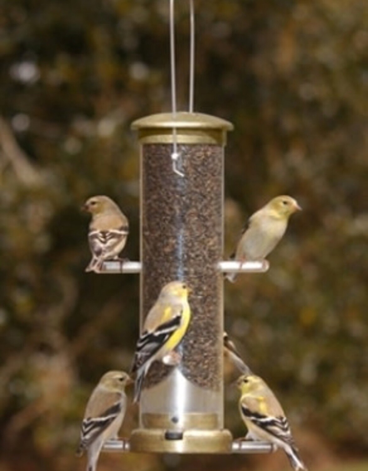 Aspects finch tube