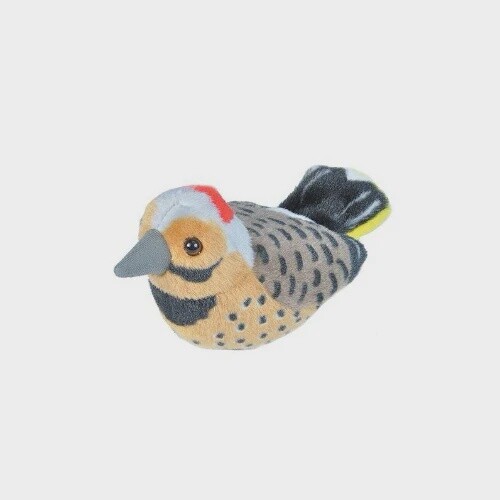 Northern Flicker