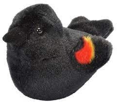 Red Winged Blackbird