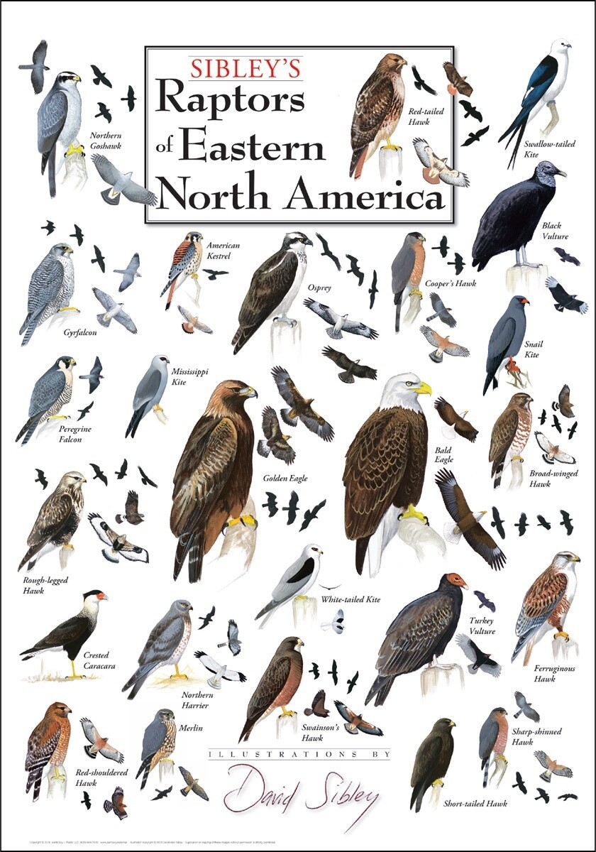 Raptors of North America