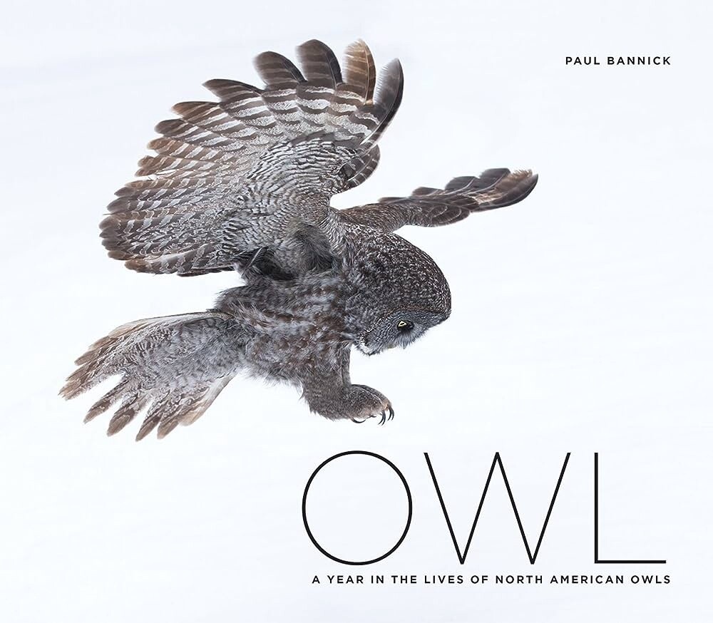 Owl