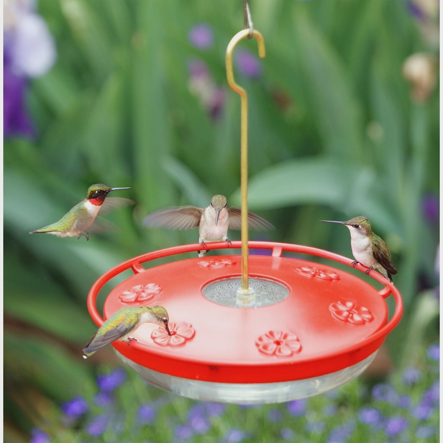 Excel High View Hummingbird Feeder