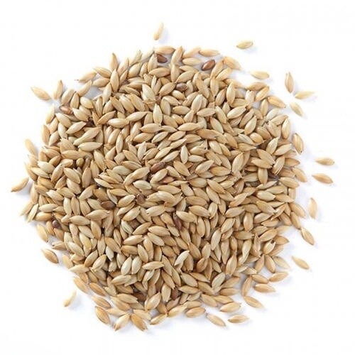 Canary Grass Seed